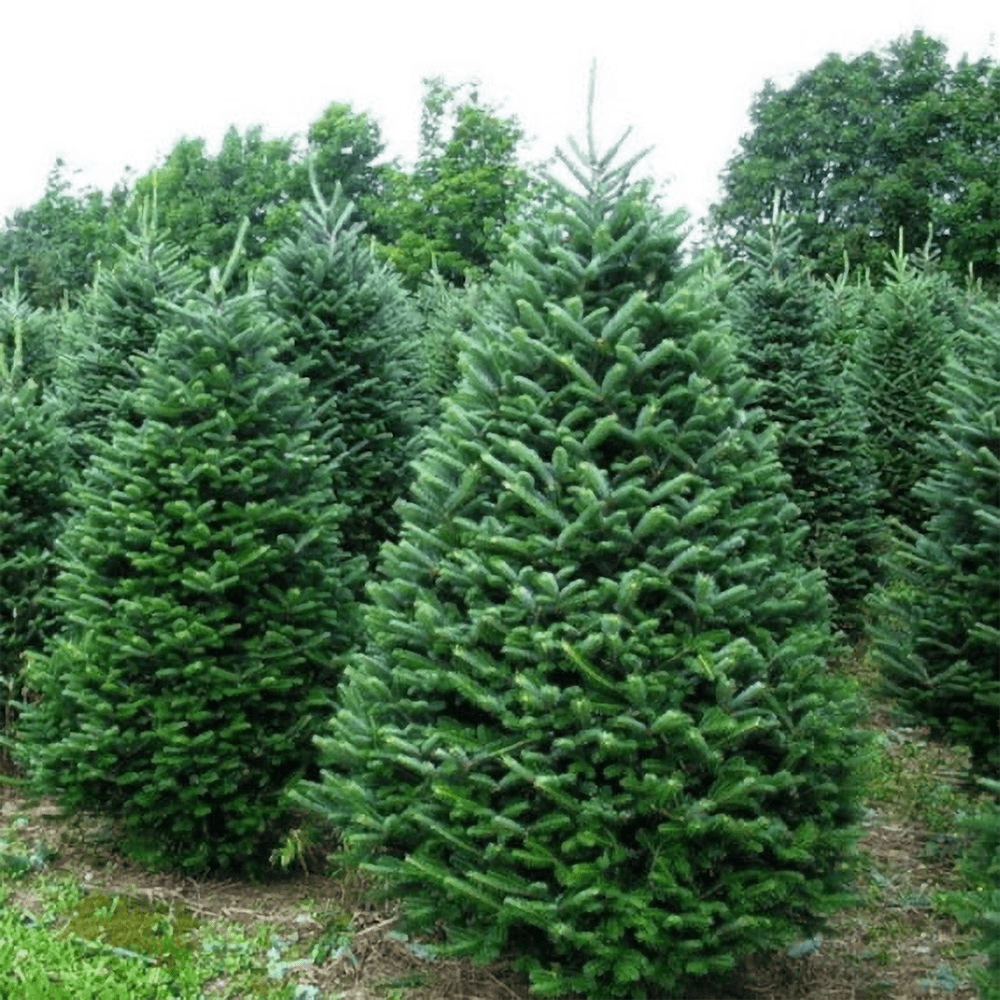 Sapin baumier