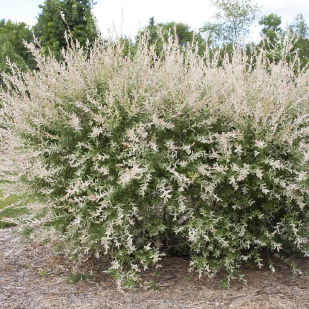 Saule Macule-Crevette