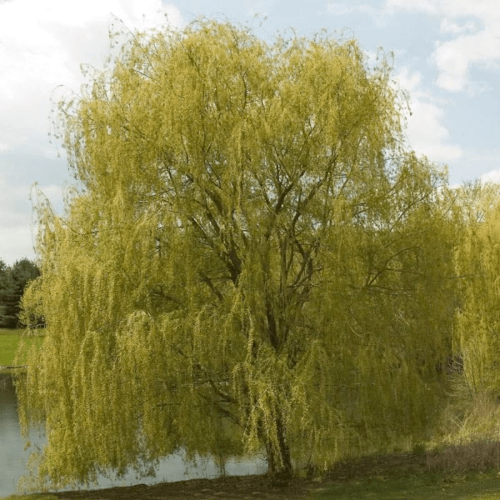 Weeping Willow