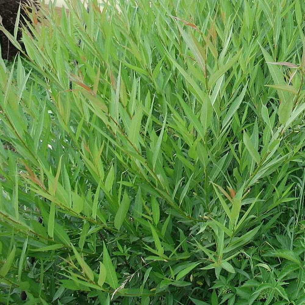 Saule Miyabeana