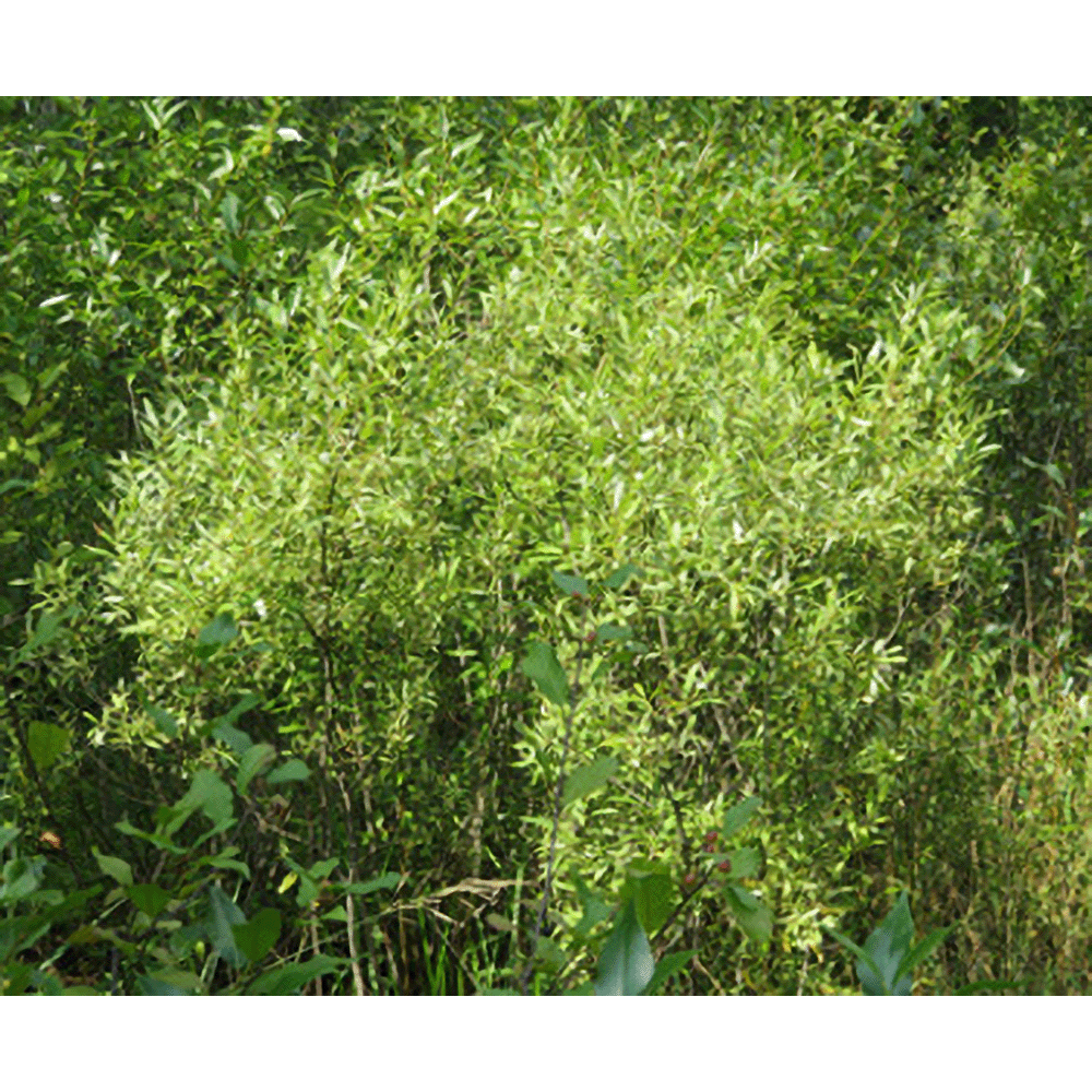Saule Pétiole