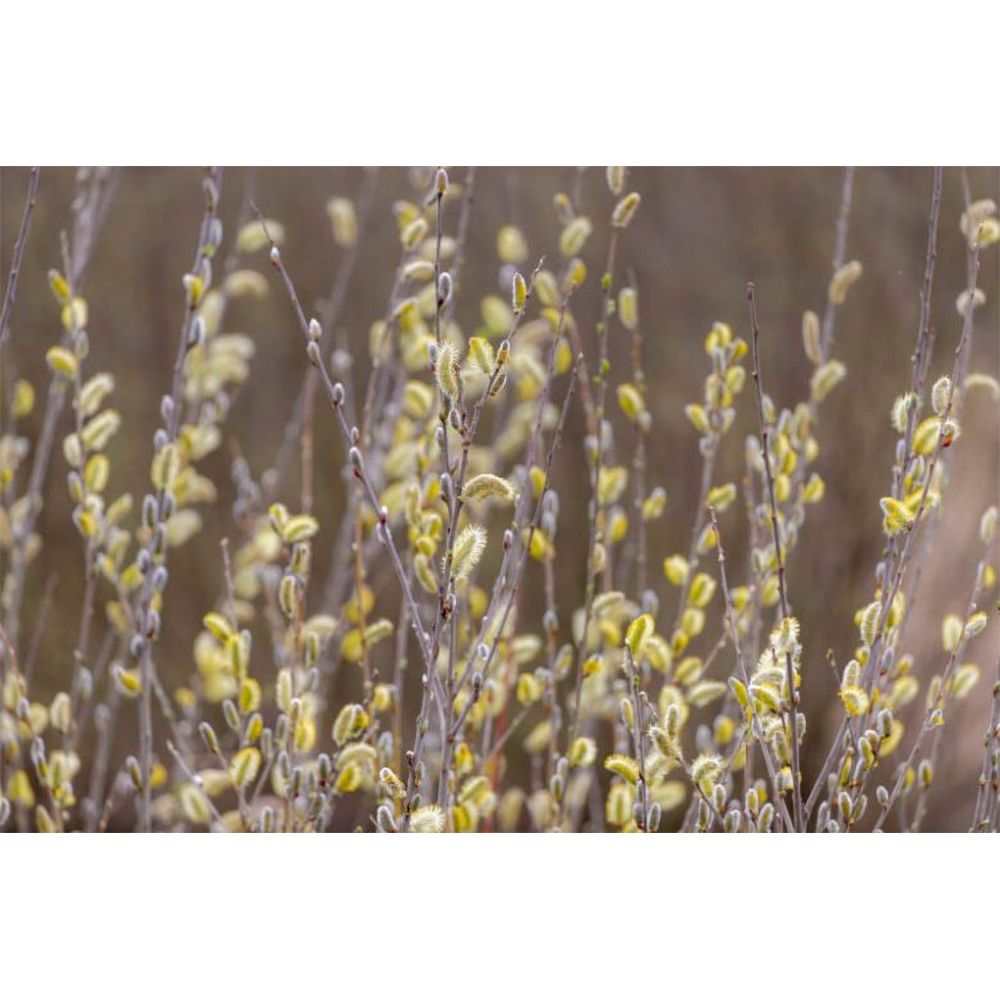 Saule Discolore