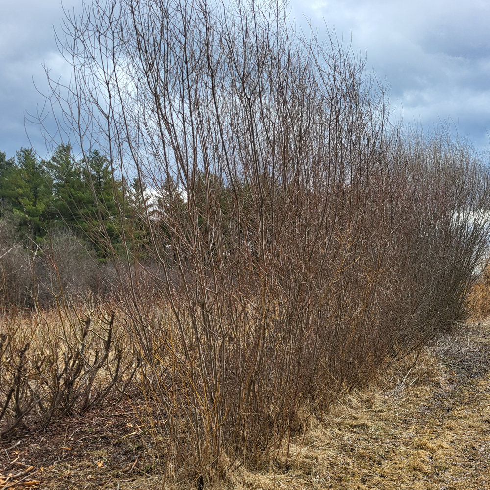 Prairie Cascade Weeping Willow