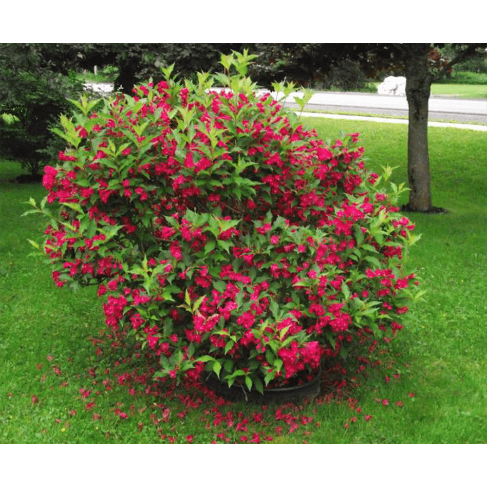 Weigela Red Prince